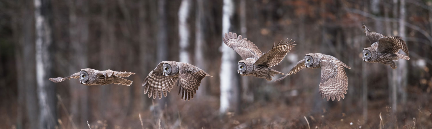 Owl in flight, Sax Zim Bog