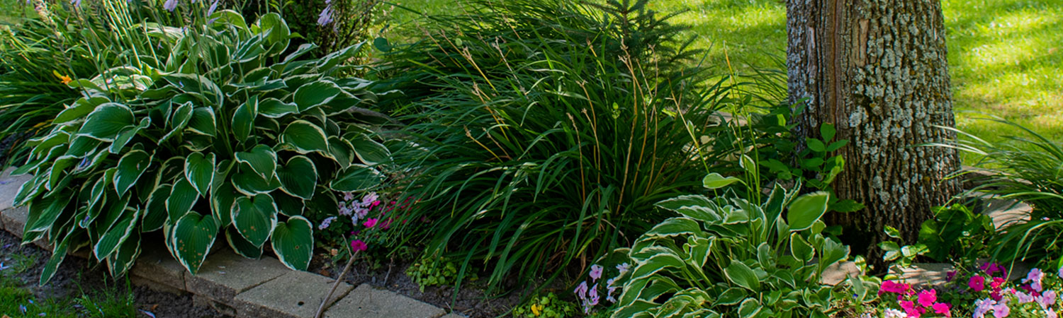 Alesches' Accommodations garden